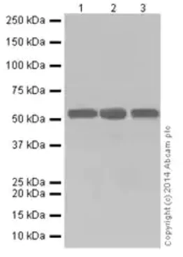 Western blot - Anti-PRD antibody [EPR16959] (AB197890)