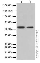 Western blot - Anti-PRD antibody [EPR16959] - BSA and Azide free (AB251246)