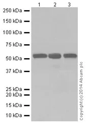 Western blot - Anti-PRD antibody [EPR16959] - BSA and Azide free (AB251246)