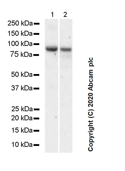 Western blot - Anti-PRDM1/Blimp1 antibody [6D3] - BSA and Azide free (AB252242)