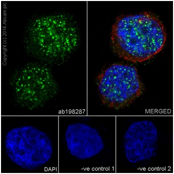 Immunocytochemistry/ Immunofluorescence - Anti-PRDM1/Blimp1 antibody [EPR16655] - BSA and Azide free (AB240344), expandable thumbnail