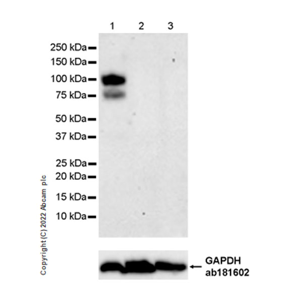 Western blot - Anti-PRDM1/Blimp1 antibody [EPR25163-80] (AB307644), expandable thumbnail