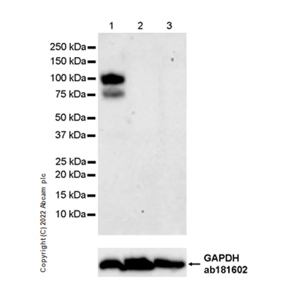 Western blot - Anti-PRDM1/Blimp1 antibody [EPR25163-80] (AB307644)