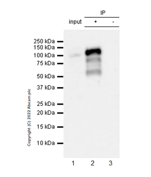 Immunoprecipitation - Anti-PRDM1/Blimp1 antibody [EPR25163-80] - BSA and Azide free (AB307645)