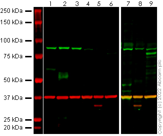 Western blot - Anti-PRDM1/Blimp1 antibody [ROS195G] (AB241568), expandable thumbnail