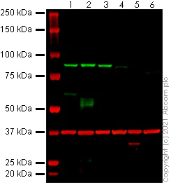 Western blot - Anti-PRDM1/Blimp1 antibody [ROS195G] - BSA and Azide free (AB252785)