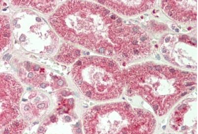 Immunohistochemistry (Formalin/PFA-fixed paraffin-embedded sections) - Anti-PRDM13 antibody - N-terminal (AB230867), expandable thumbnail