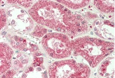 Immunohistochemistry (Formalin/PFA-fixed paraffin-embedded sections) - Anti-PRDM13 antibody - N-terminal (AB230867)