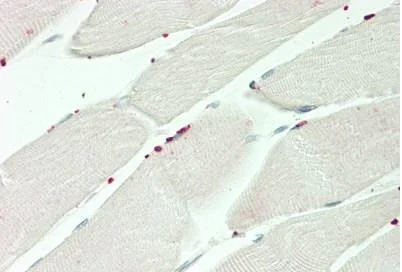 Immunohistochemistry (Formalin/PFA-fixed paraffin-embedded sections) - Anti-PRDM13 antibody - N-terminal (AB230867)