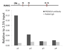 ChIP - Anti-PRDM14 antibody (AB187881)