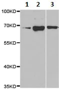 Western blot - Anti-PRDM14 antibody (AB187881)
