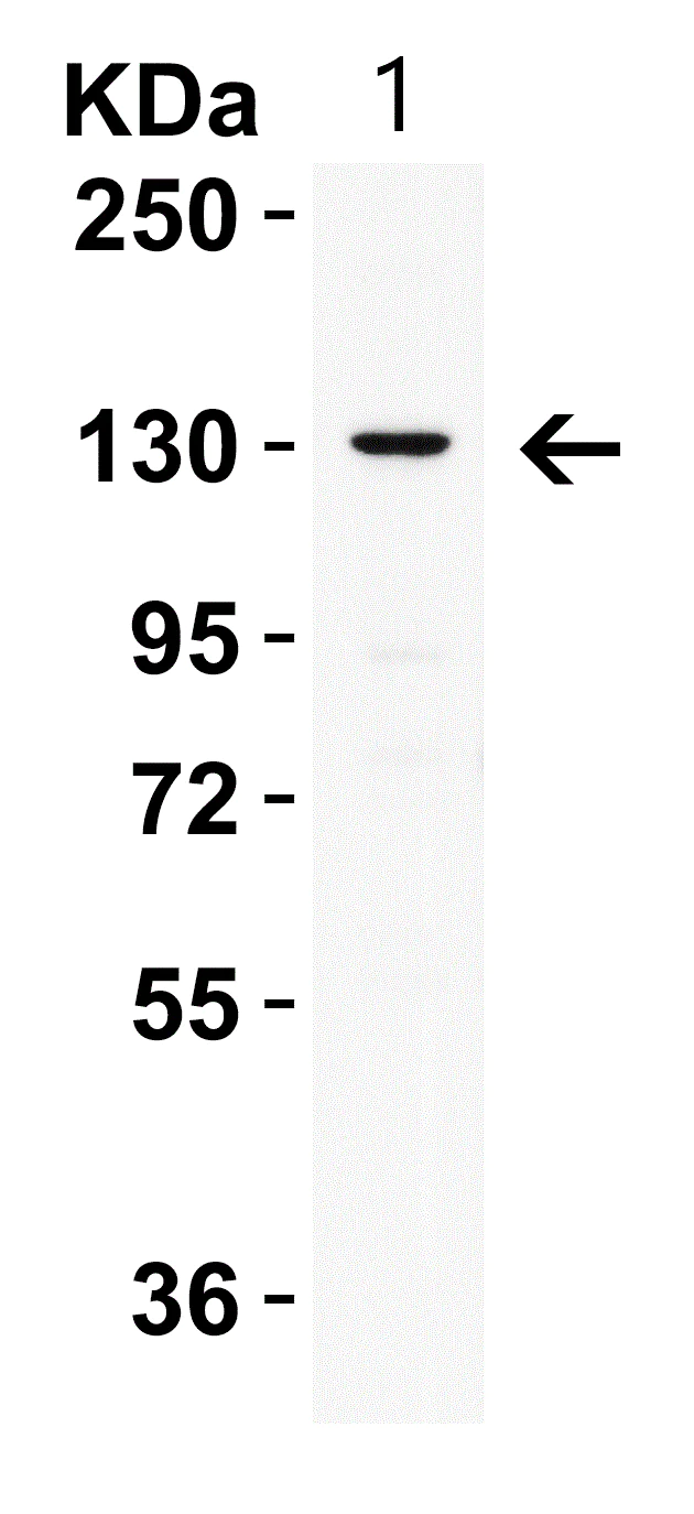 Western blot - Anti-PRDM16 antibody (AB106410)