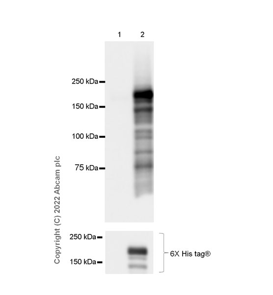 Western blot - Anti-PRDM16 antibody [EPR24315-59] (AB303534), expandable thumbnail