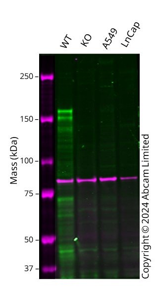 Western blot - Anti-PRDM16 antibody [EPR24315-59] (AB303534), expandable thumbnail