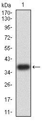 Western blot - Anti-PRDM4/PFM1 antibody [4B6G1] (AB233759)