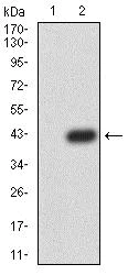 Western blot - Anti-PRDM4/PFM1 antibody [4B6G1] (AB233759)