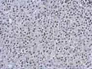 Immunohistochemistry (Formalin/PFA-fixed paraffin-embedded sections) - Anti-PRDM4/PFM1 antibody (AB126939)