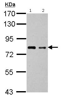 Western blot - Anti-PRDM4/PFM1 antibody (AB126939), expandable thumbnail