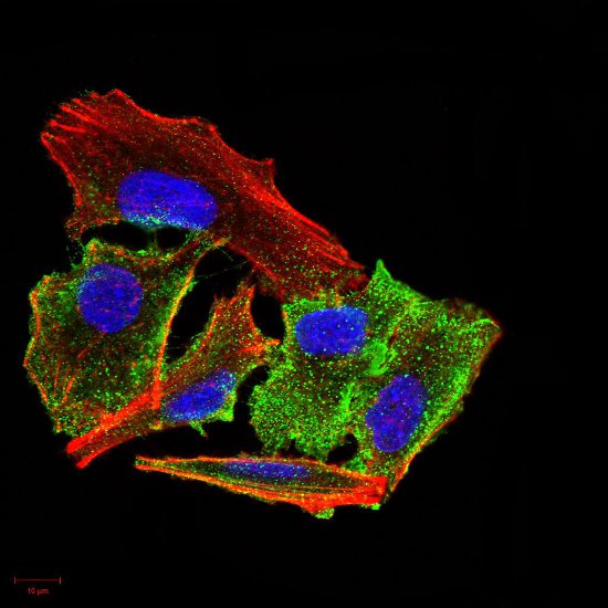 Immunocytochemistry/ Immunofluorescence - Anti-Prealbumin antibody [2E10C5] (AB204997), expandable thumbnail