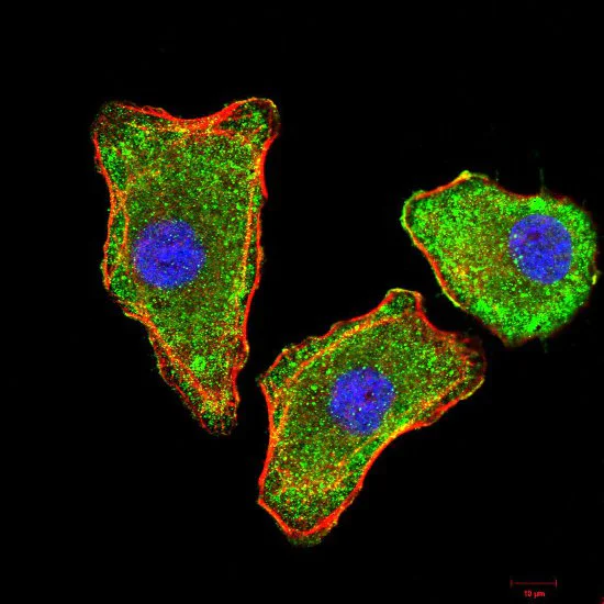 Immunocytochemistry/ Immunofluorescence - Anti-Prealbumin antibody [2E10C5] (AB204997)