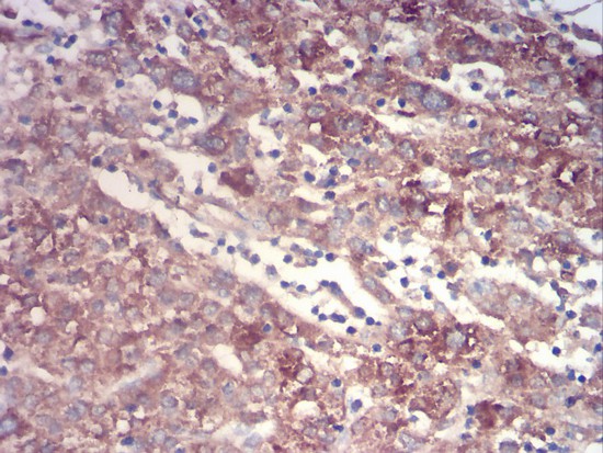 Immunohistochemistry (Formalin/PFA-fixed paraffin-embedded sections) - Anti-Prealbumin antibody [2E10C5] (AB204997), expandable thumbnail