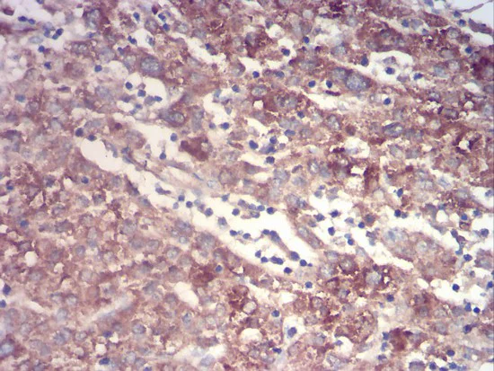 Immunohistochemistry (Formalin/PFA-fixed paraffin-embedded sections) - Anti-Prealbumin antibody [2E10C5] (AB204997)