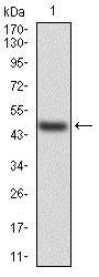 Western blot - Anti-Prealbumin antibody [2E10C5] (AB204997)