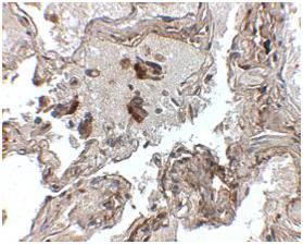 Immunohistochemistry (Formalin/PFA-fixed paraffin-embedded sections) - Anti-Prealbumin antibody (AB106558)