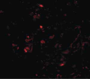 Immunohistochemistry (Formalin/PFA-fixed paraffin-embedded sections) - Anti-Prealbumin antibody (AB106558)