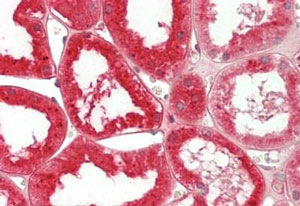 Immunohistochemistry (Formalin/PFA-fixed paraffin-embedded sections) - Anti-Prealbumin antibody (AB219391)