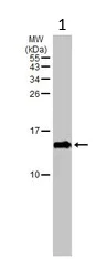 Western blot - Anti-Prealbumin antibody (AB226962)