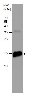 Western blot - Anti-Prealbumin antibody (AB226962), expandable thumbnail