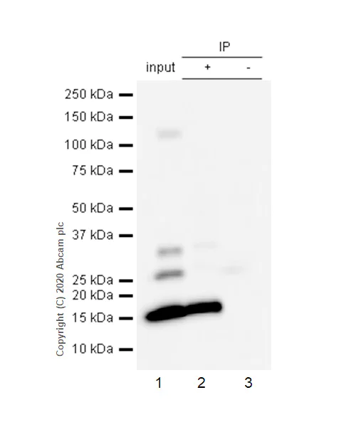Immunoprecipitation - Anti-Prealbumin antibody [EP2929Y] (AB75815)