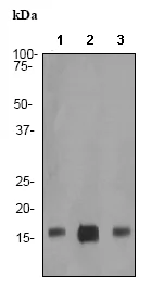 Western blot - Anti-Prealbumin antibody [EP2929Y] (AB75815)