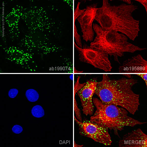 Immunocytochemistry/ Immunofluorescence - Anti-Prealbumin antibody [EP2929Y] - BSA and Azide free (AB185127)