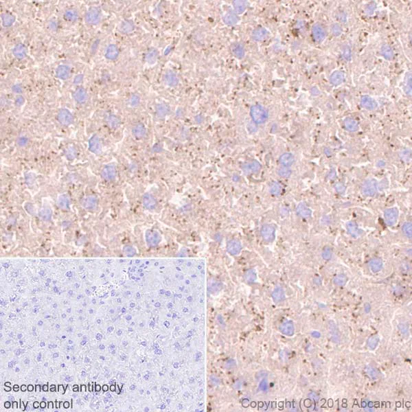 Immunohistochemistry (Formalin/PFA-fixed paraffin-embedded sections) - Anti-Prealbumin antibody [EPR20971] (AB215202)
