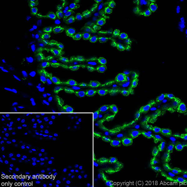 Immunohistochemistry (Frozen sections) - Anti-Prealbumin antibody [EPR20971] (AB215202), expandable thumbnail