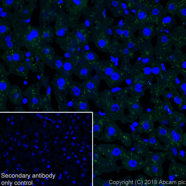 Immunohistochemistry (Frozen sections) - Anti-Prealbumin antibody [EPR20971] (AB215202), expandable thumbnail