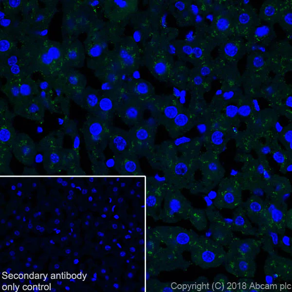 Immunohistochemistry (Frozen sections) - Anti-Prealbumin antibody [EPR20971] (AB215202)