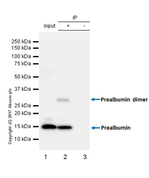 Immunoprecipitation - Anti-Prealbumin antibody [EPR20971] (AB215202)