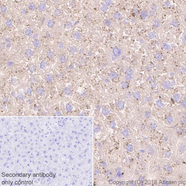 Immunohistochemistry (Formalin/PFA-fixed paraffin-embedded sections) - Anti-Prealbumin antibody [EPR20971] - BSA and Azide free (AB230828)
