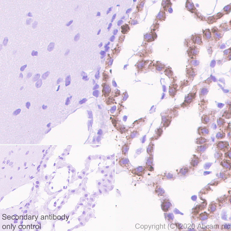 Immunohistochemistry (Formalin/PFA-fixed paraffin-embedded sections) - Anti-Prealbumin antibody [EPR24246-14] - BSA and Azide free (AB279644)
