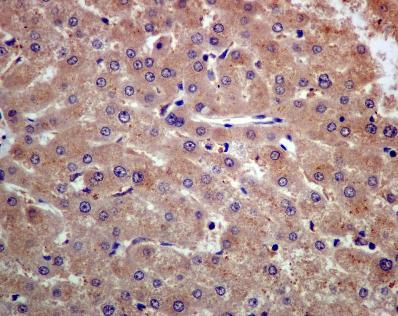 Immunohistochemistry (Formalin/PFA-fixed paraffin-embedded sections) - Anti-Prealbumin antibody [EPR2928(2)] - BSA and Azide free (AB248446), expandable thumbnail