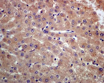 Immunohistochemistry (Formalin/PFA-fixed paraffin-embedded sections) - Anti-Prealbumin antibody [EPR2928(2)] - BSA and Azide free (AB248446)