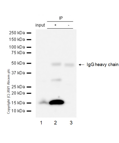 Immunoprecipitation - Anti-Prealbumin antibody [EPR2928(2)] - BSA and Azide free (AB248446), expandable thumbnail