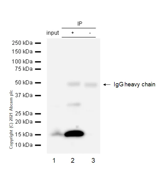 Immunoprecipitation - Anti-Prealbumin antibody [EPR2928(2)] - BSA and Azide free (AB248446)