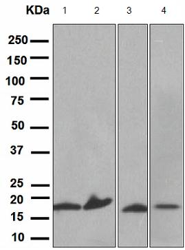 Western blot - Anti-Prealbumin antibody [EPR2928(2)] - BSA and Azide free (AB248446), expandable thumbnail