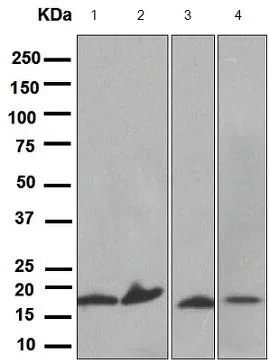 Western blot - Anti-Prealbumin antibody [EPR2928(2)] - BSA and Azide free (AB248446)