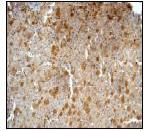 Immunohistochemistry (Formalin/PFA-fixed paraffin-embedded sections) - Anti-Prealbumin antibody [EPR3219] (AB92469)