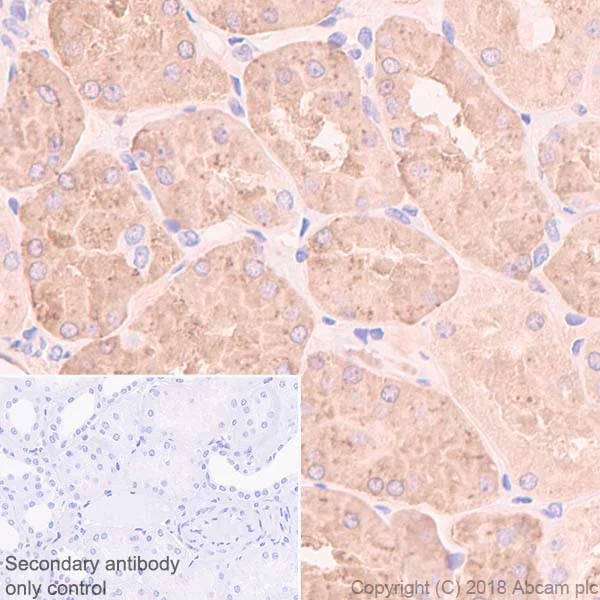 Immunohistochemistry (Formalin/PFA-fixed paraffin-embedded sections) - Anti-Prealbumin antibody [EPR3219] (AB92469)